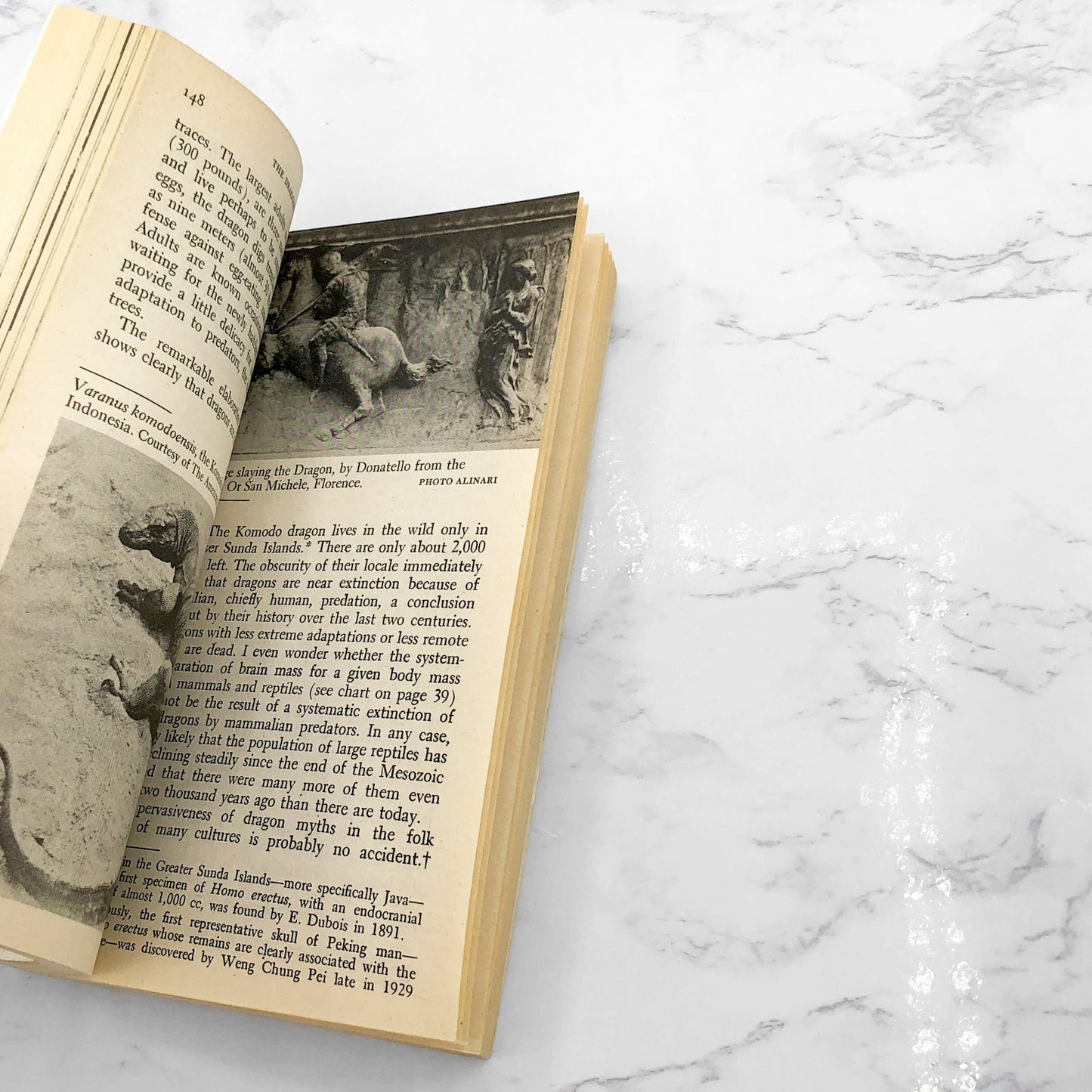 The Dragons of Eden by Carl Sagan [1981 PAPERBACK] • Ballantine