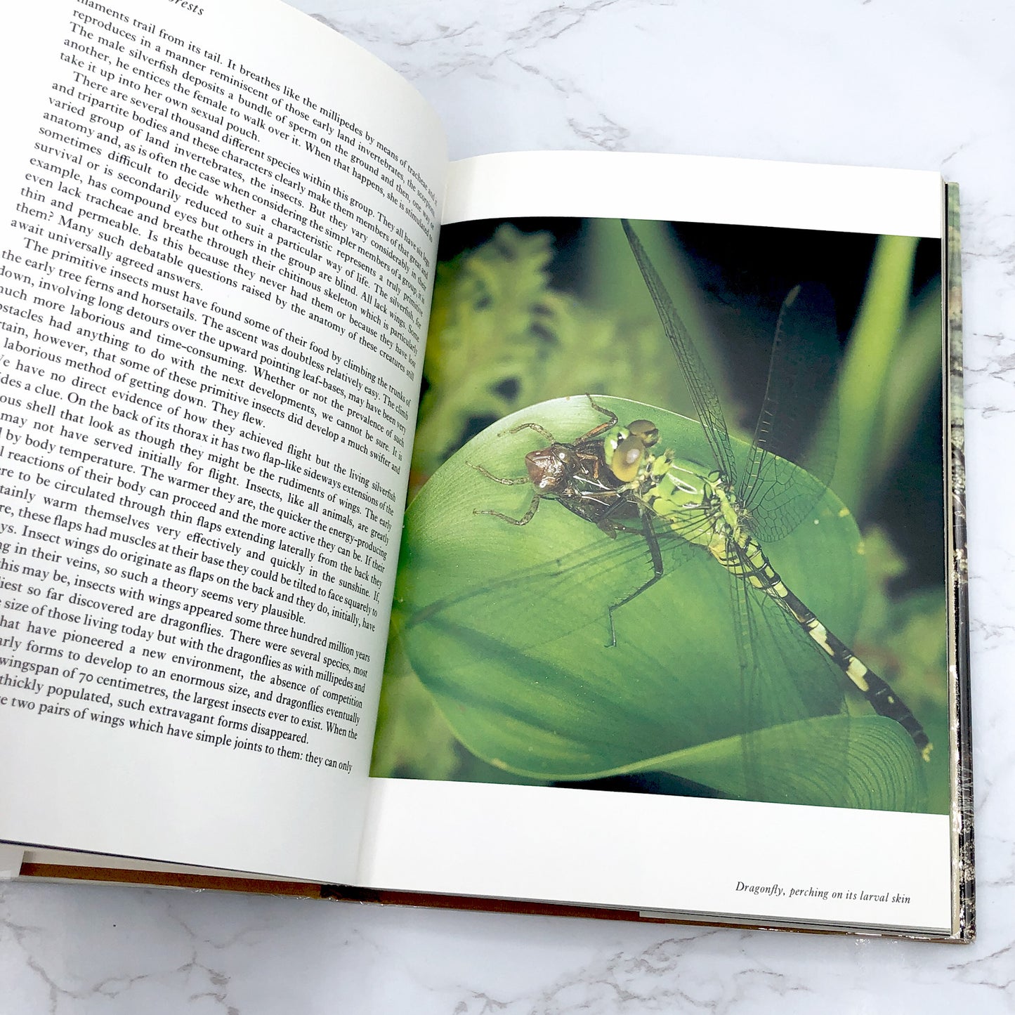 Life on Earth by David Attenborough [U.K. FIRST EDITION] 1979 • Collins