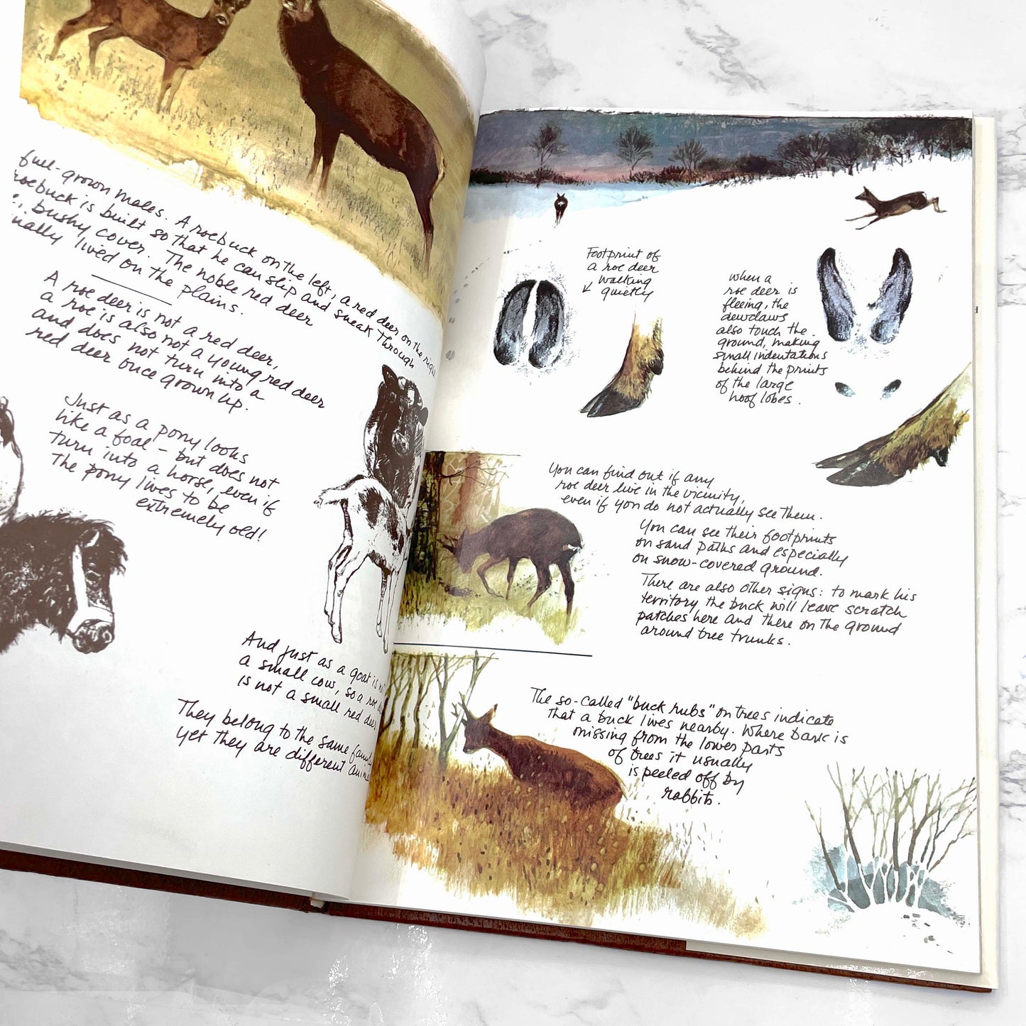 The Living Forest: A World of Animals by Rien Poortvliet [U.S. FIRST EDITION] 1979 • Harry N. Abrams