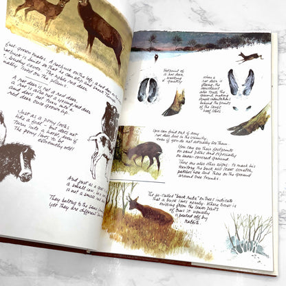 The Living Forest: A World of Animals by Rien Poortvliet [U.S. FIRST EDITION] 1979 • Harry N. Abrams