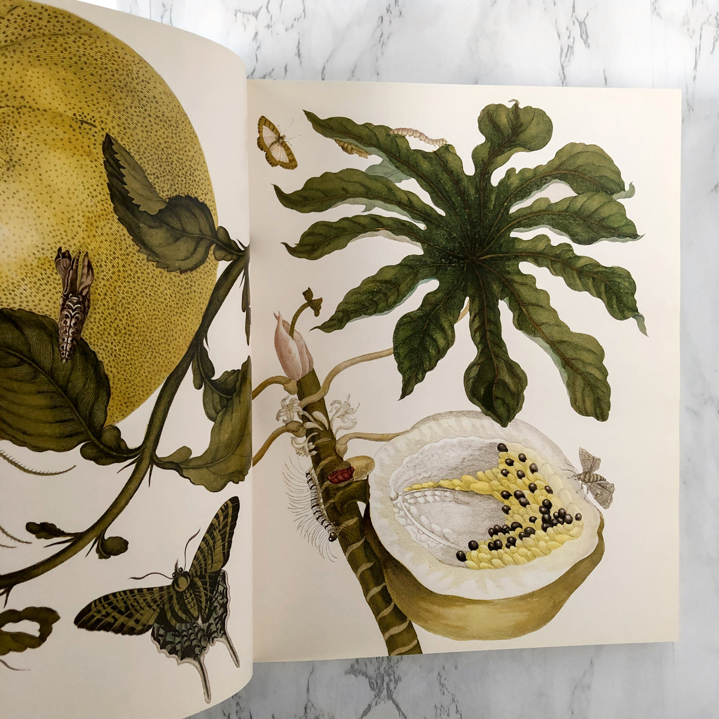 Botanicals: Butterflies & Insects by Leslie K. Overstreet [FIRST EDITION / 2008 ASSOULINE ]
