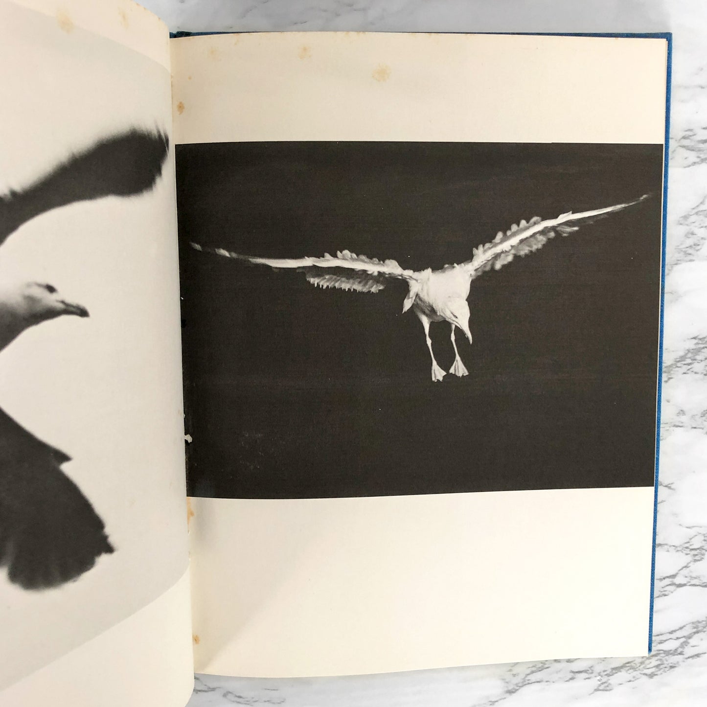 Jonathan Livingston Seagull by Richard Bach SIGNED & DOODLED! [FIRST EDITION]